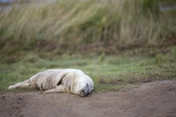 Gray Seal (Halichoerus Grypus), Donna Nook, Lincolnshire, England. Baby Seal Sleeping On The Ground