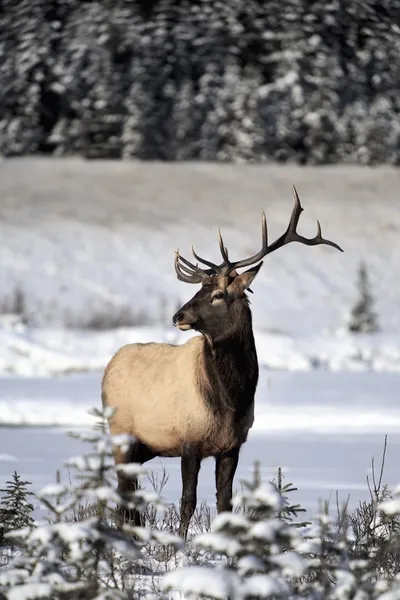 Elk (Cervus Canadensis). Bull Elk During Winter