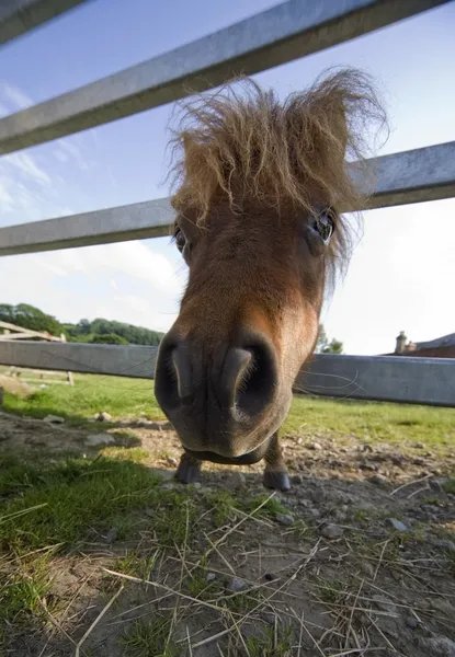 North Yorkshire, England. Horse Looking Through Fence