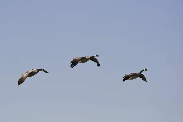 Group Of Geese Flying
