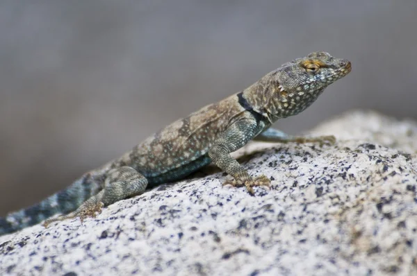 Banded Rock Lizard (Petrosaurus Mearnsi Mearnsi)