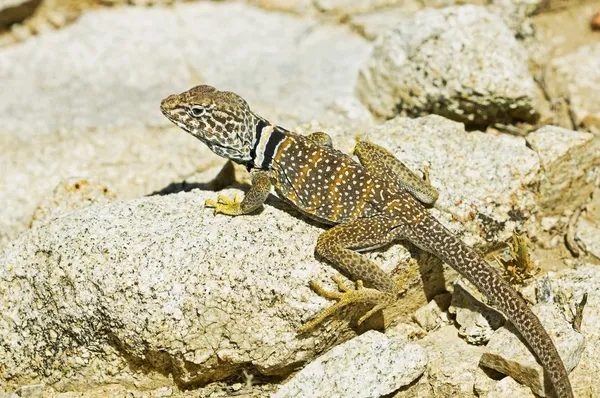 A Great Basin Collared Lizard (Crotaphytus Bicinctores)