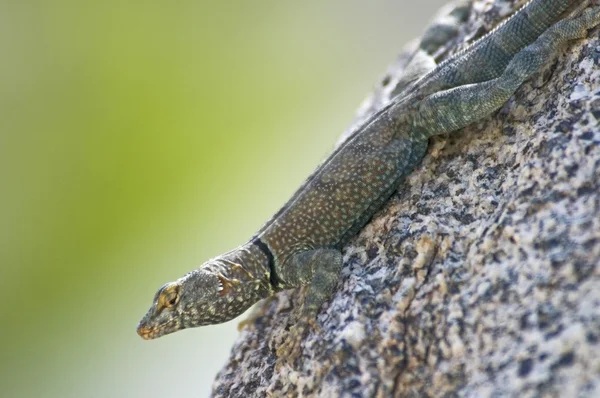 Banded Rock Lizard (Petrosaurus Mearnsi)