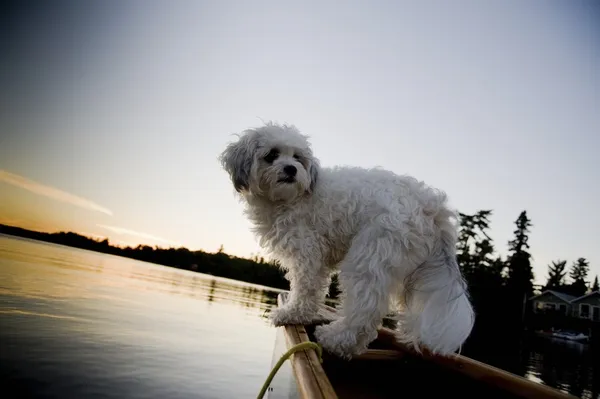 White dog standing in row boat on lake
