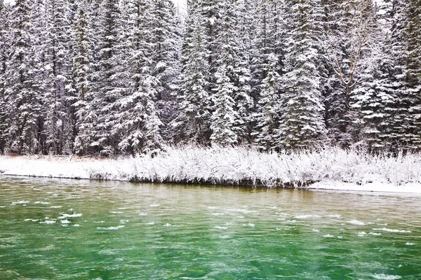 A Tree-Lined River In The Winter, Canmore, Alberta, Canada