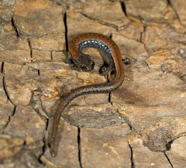 Black-Bellied Slender Salamander (Batrachoceps Nigriventris), San Gabriel Mountains, California