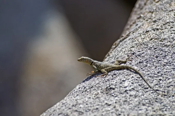 Banded Rock Lizard (Petrosaurus Mearnsi Mearnsi) Basking On A Boulder