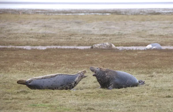 Gray Seal (Halichoerus Grypus), Donna Nook, Lincolnshire, England. Adult Seal Communicating