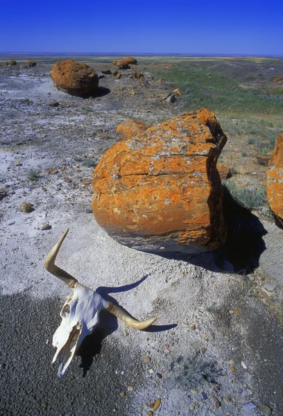 Cow Skull And Large Boulder In Desert, Red Rock Coulee, Alberta, Canada