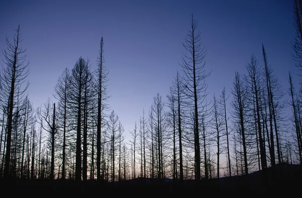 Burned Trees At Dusk, Yellowstone National Park, Wyoming, Usa