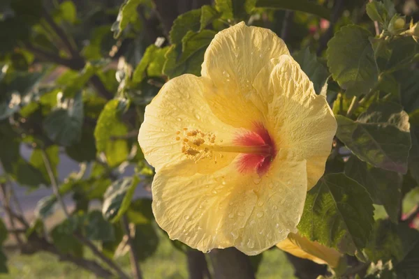 Tropical Flower, Maui, Hawaii, Usa