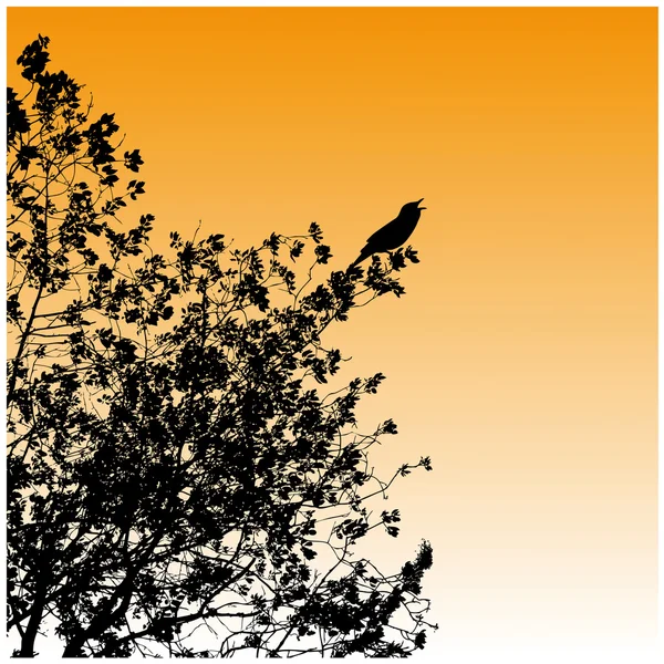 Tree, sunset, bird