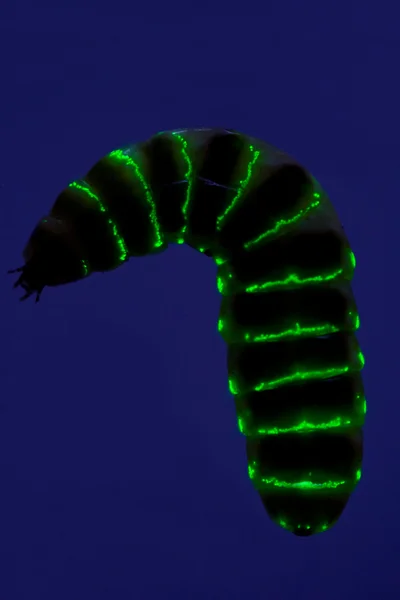 Glow Worm Emitting Green Light