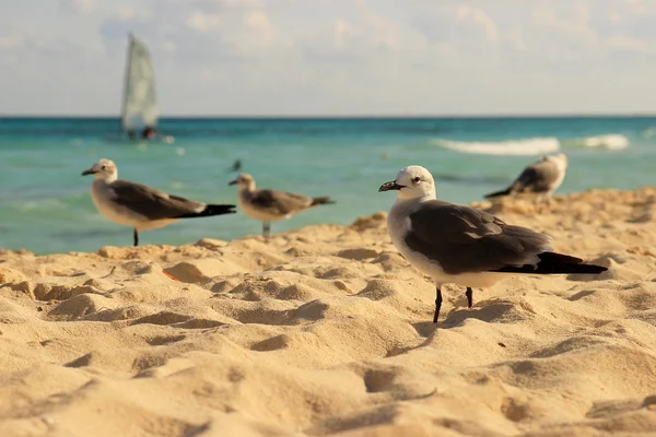 [Obrazek: depositphotos_31850715-Seagulls-on-Mexican-beach.jpg]