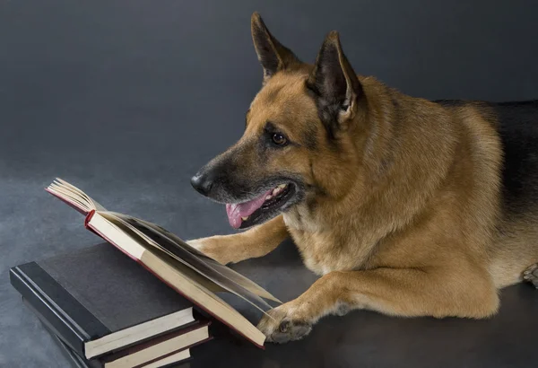 German Shepherd dog reading a book