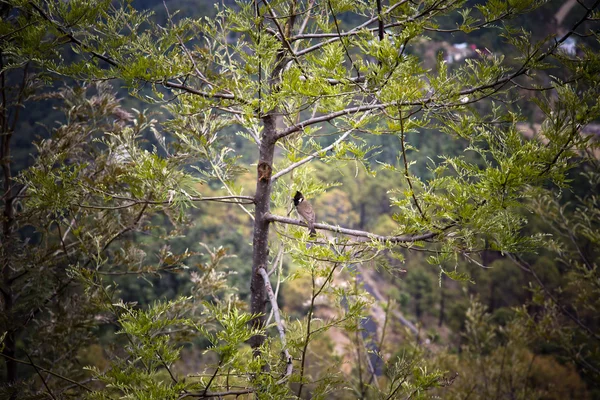 Bird perching on a tree in a forest