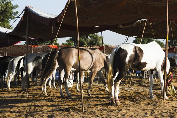 Horses feeding at Pushkar Camel Fair