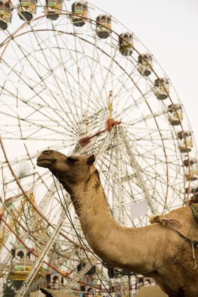 Camel and ferris wheel