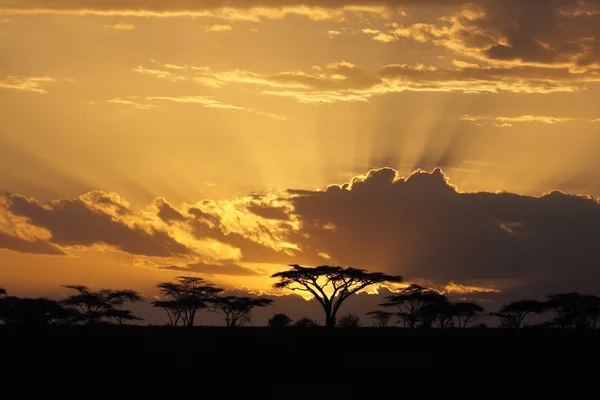 Sunset in Africa with acacia tree on background