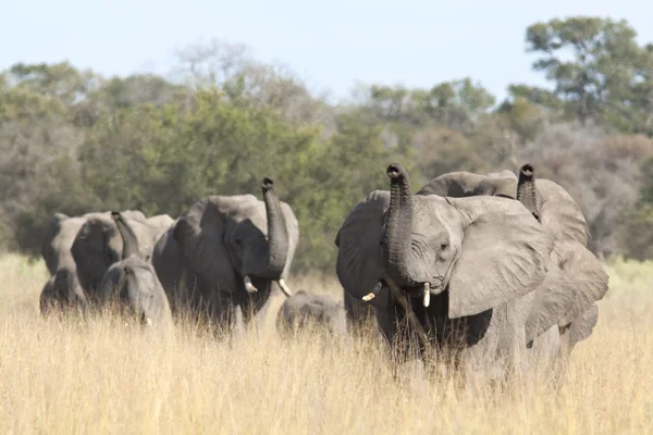 Group of wild african elephants in the savanna