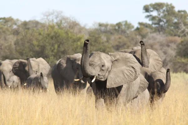 Group of wild african elephants in the savanna