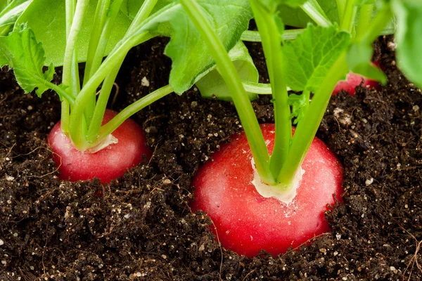 Organic radish grows in the ground