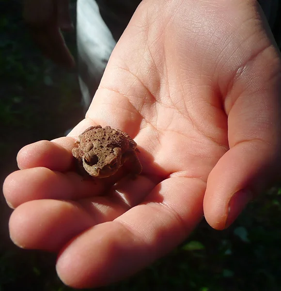 Toad in a hand