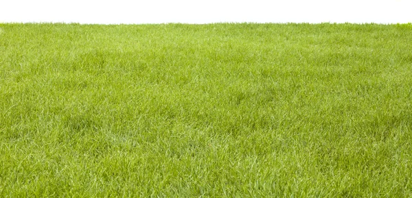 Green grass field on white background