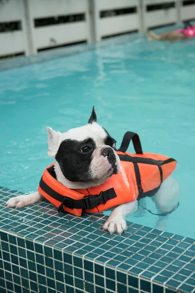 French Bull dog swimming in pool