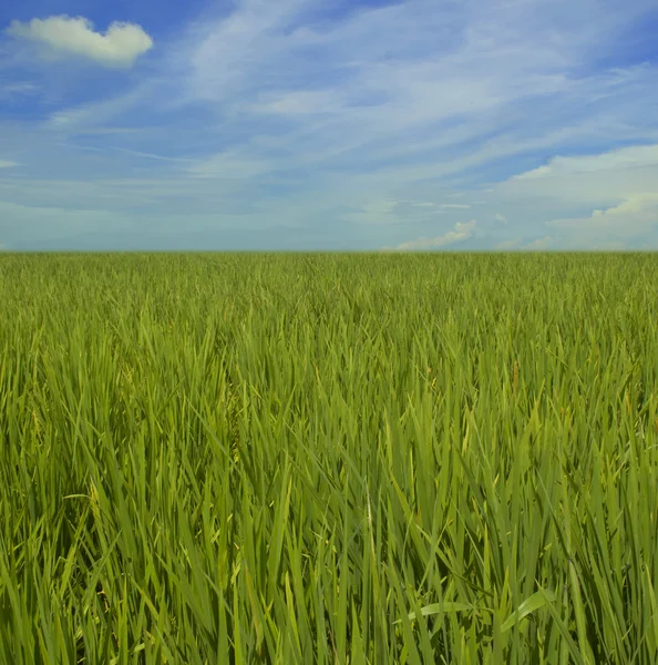 Landscape of rice paddy field