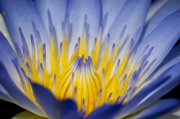 Close up of blooming water lily flower (botanical name Nymphaea spp.)