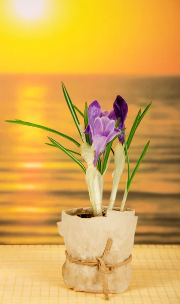 Pot with crocuses on a bamboo cloth against the sea