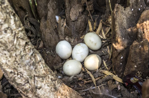 Eggs in a tree hole