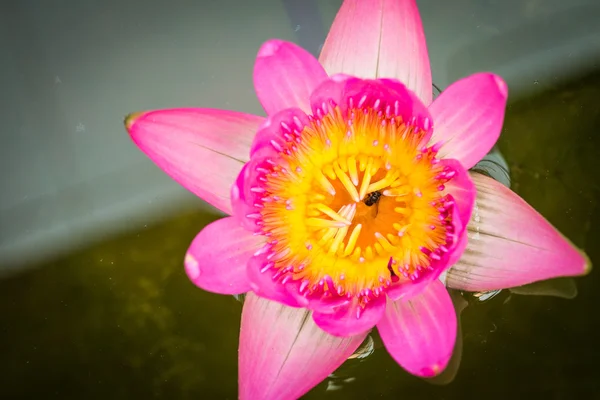 Beautiful waterlily in lake of peace