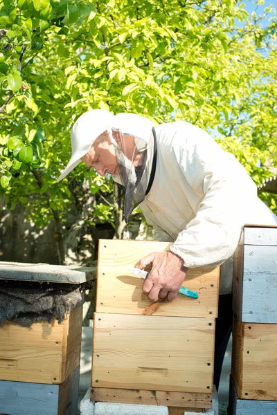 A beekeeper inspects hives. Frame with bees.