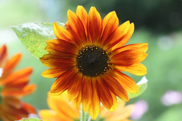 Sunflower flower lit from behind