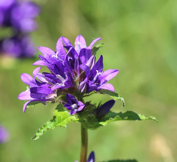 Bell flowers of dense