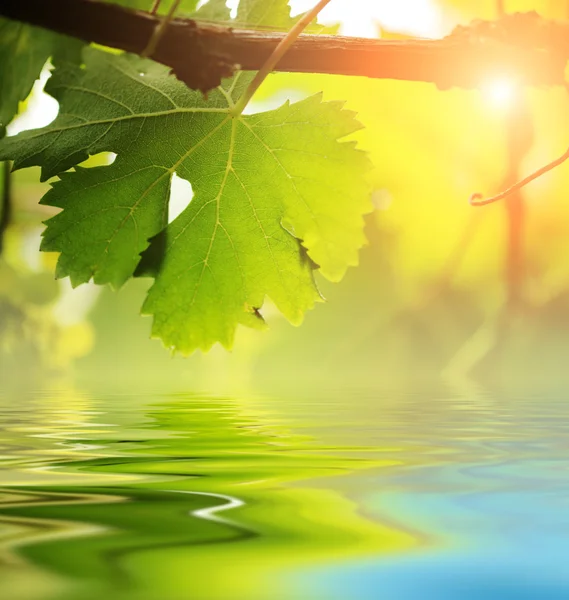 Grapevine leaf over water