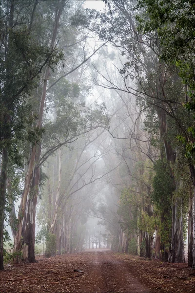 Dirt road among trees with fog