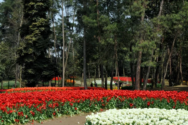 Shixianghu, China: Tulips at Festival Gardens