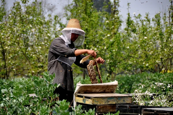 China: Beekeeper Extracting Honey from Honeycomb