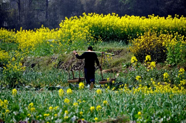 China: Farmer Carrying Straw Basekts in Field of Garlic