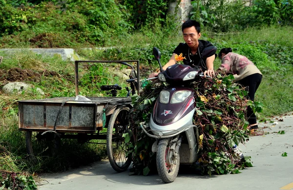 China: Man Driving Motorbike Laden with Vines in Pengzhou