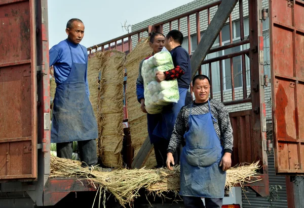 Pengzhou, China: Farmers with Bok Choy