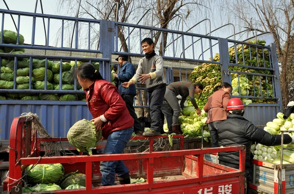 Pengzhou, China: Workers Loading Cabbages
