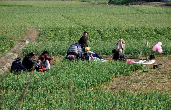 Pengzhou, China: Family Harvesting Garlic Greens