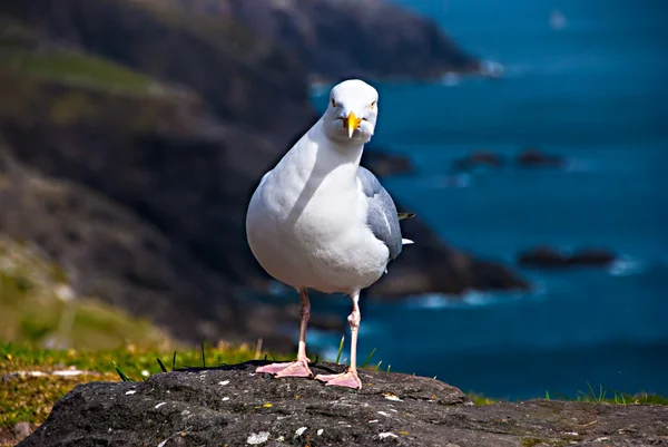The Seagull pose