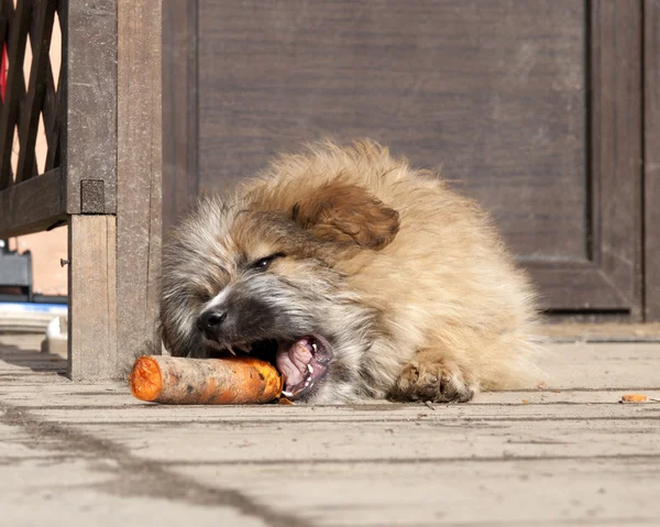 Stray puppy eats a carrot in a shelter
