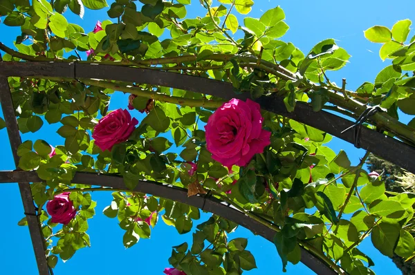 Pink roses and blue sky