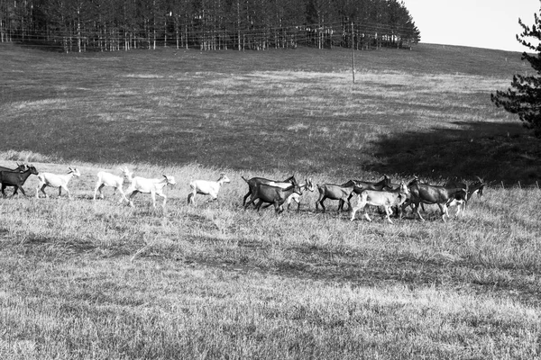 Goats running on the field in black and white